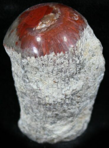 Pennsylvanian Aged Red Agatized Horn Coral - Utah #26399